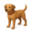 Perro