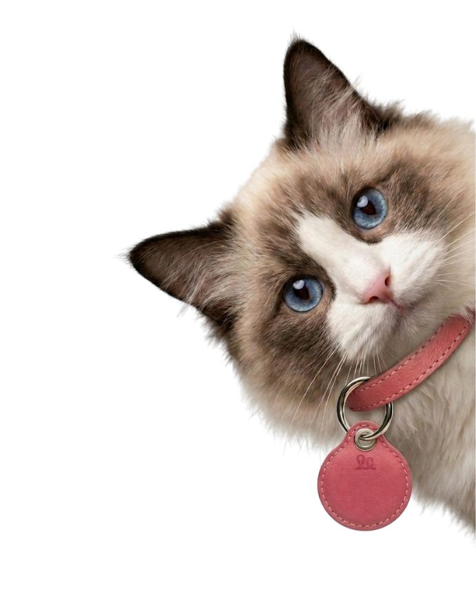 Gato con su Wollo Tag